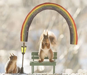 Red Squirrel on bench under a rainbow Date: 12-11-2021