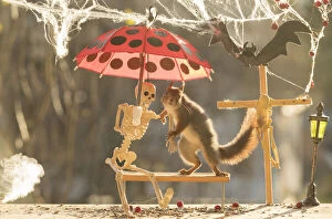 Red Squirrel with bench; umbrella and skeleton Date: 25-10-2021