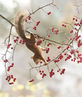 Red Squirrel bewteeen maythorn berry branches Date: 14-10-2021