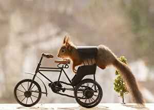 Pinecone Gallery: Red Squirrel on a bicycle Date: 10-04-2021
