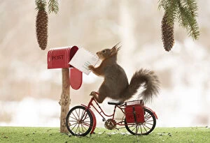 Red Squirrel on a bicycle with a mailbox Date: 06-04-2021