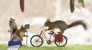 Bicycle Gallery: Red Squirrel on a bicycle with traffic light     Date: 06-04-2021