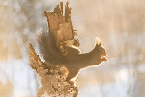 Red Squirrel on a birch in sunlight Date: 21-11-2021