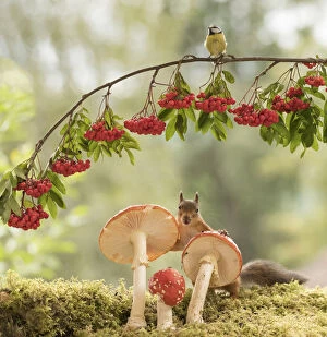 Red Squirrel and blue tit with toadstool Date: 21-08-2021