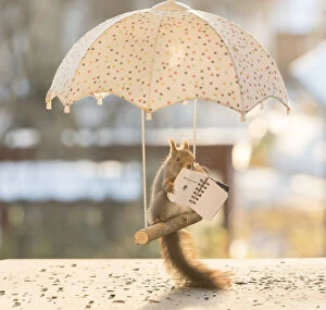 Book Gallery: Red Squirrel with a book on a swing under parasol     Date: 12-11-2021