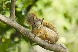 Red Squirrel - on branch