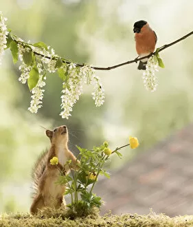 Branch Gallery: Red Squirrel and bullfinch with a hagberry flower branch Date: 31-05-2021