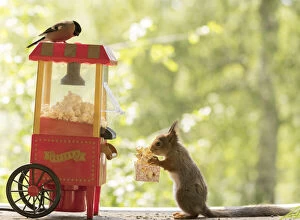Red Squirrel and bullfinch with an popcorn machine Date: 01-06-2021