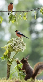 Red squirrel and bullfinch with a rhubarb flower Date: 18-06-2018