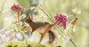 Sciurus Vulgaris Collection: red squirrel and bullfinch stand with Bergenia flowers