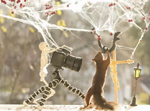 Red Squirrel with camera and skeleton Date: 23-10-2021