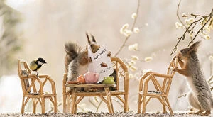 Breakfast Gallery: Red Squirrel on a chair holding a newspaper     Date: 09-05-2021
