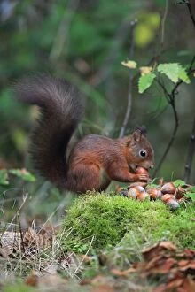 Images Dated 23rd October 2007: Red Squirrel - clasping hazel nut in mouth, Northumberland, autumn, England