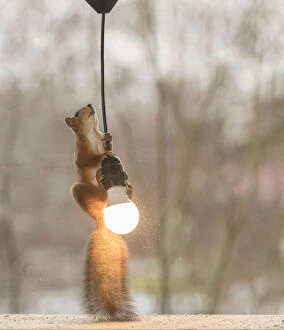 Cable Gallery: Red Squirrel climbing in a cable with lamp     Date: 05-11-2021