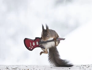 Electric Guitar Gallery: red squirrel is climbing a guitar Date: 05-02-2021