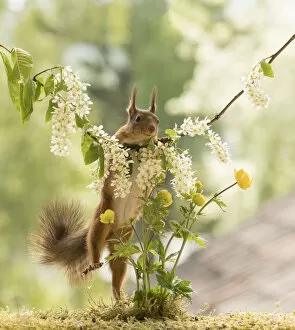 Bird Cherry Gallery: Red Squirrel is climbing in hackberry flower branches     Date: 31-05-2021