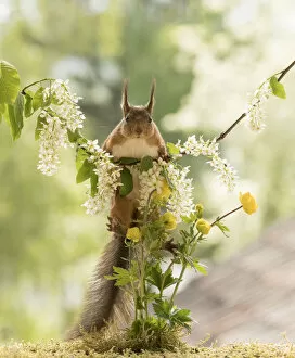 Images Dated 1st June 2021: Red Squirrel is climbing in hackberry flower branches