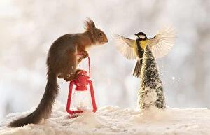 Titmouse Collection: Red squirrel climbing in a lantern with bird in snow