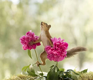 Images Dated 30th June 2021: Red Squirrel is climbing on peony flowers