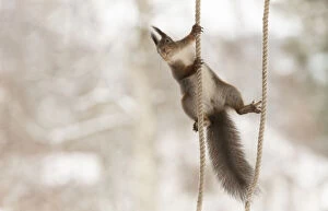 Red Squirrel climbing between ropes Date: 12-03-2021