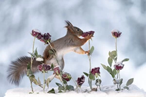 Images Dated 27th February 2021: Red Squirrel is climbing in roses with ice Date: 20-01-2021