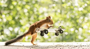 Images Dated 15th July 2021: red squirrel is climbing on an Skateboard