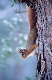 RED SQUIRREL - climbing down tree trunk