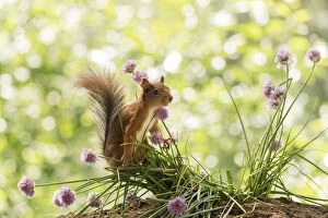 Sciurus Vulgaris Collection: Red Squirrel climbs on chives flowers