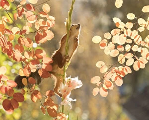 Images Dated 27th September 2021: Red Squirrel climbs in a Gladiolus flower