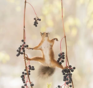 Red Squirrel climbs between grape branches Date: 14-10-2021