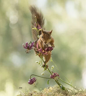 Images Dated 5th July 2021: Red Squirrel climbs in lily flowers Date: 05-07-2021