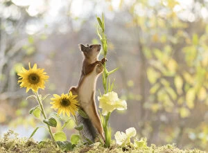 Images Dated 7th October 2021: red squirrel climbs in a sunflower Date: 07-10-2021