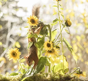 Images Dated 9th October 2021: red squirrel climbs down from a sunflower; Date: 09-10-2021