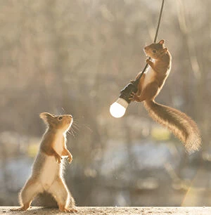 Burn Gallery: Red Squirrel clims a cable with a light bulb     Date: 06-11-2021