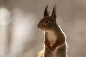 Images Dated 19th April 2021: red squirrel close up looking away Date: 18-04-2021