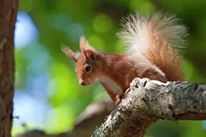 England Prints: Red squirrel - Close-up of singe adult sitting on a branch in woodland. Dorset, England