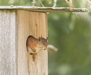 Birdhouse Gallery: Red Squirrel with closed eye in box opening     Date: 01-09-2021