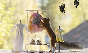 Images Dated 15th September 2021: Red Squirrel in a cloth shop