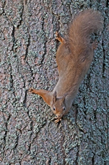 Images Dated 15th November 2009: Red Squirrel - coming down tree trunk head first - Cairngorm - Scotland