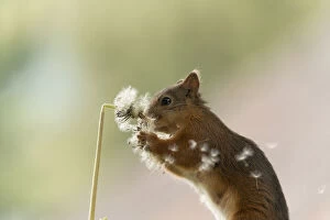 Images Dated 9th June 2021: Red Squirrel with dandelion seeds flying