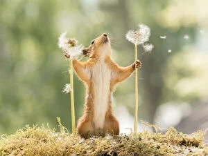Blow Gallery: Red Squirrel with dandelion seeds flying     Date: 08-06-2021