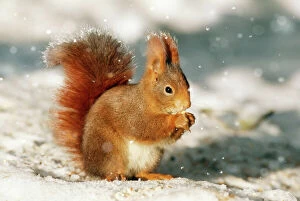 Squirrels Collection: Red Squirrel Digital Manipulation: Frost & falling snow