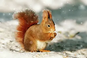 Snowing Prints: Red Squirrel Digital Manipulation: Frost & falling snow
