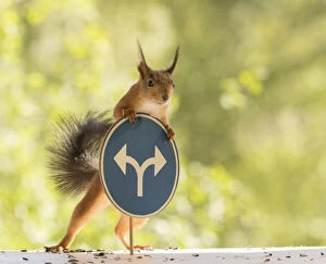Sciurus Vulgaris Collection: Red Squirrel with Two directions on a blue road sign