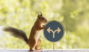 New Images March 2022 Collection: Red Squirrel with Two directions on a blue road sign