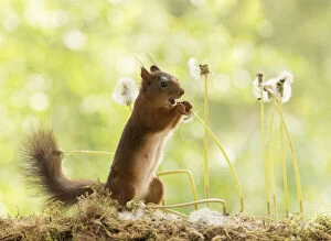 Red Squirrel eating a dandelion bud with seeds Date: 11-06-2021