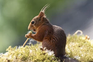 Red Squirrel is eating a dandelion stem with seeds Date: 10-06-2018