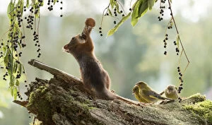 Images Dated 6th August 2021: Red Squirrel eating a mushroom