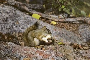 Images Dated 26th May 2005: Red squirrel - eating mushroom Jasper National Park, Alberta, Canada. Northern Rockies, Fall. MI201