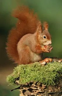 Nuts Prints: Red Squirrel Eating nut